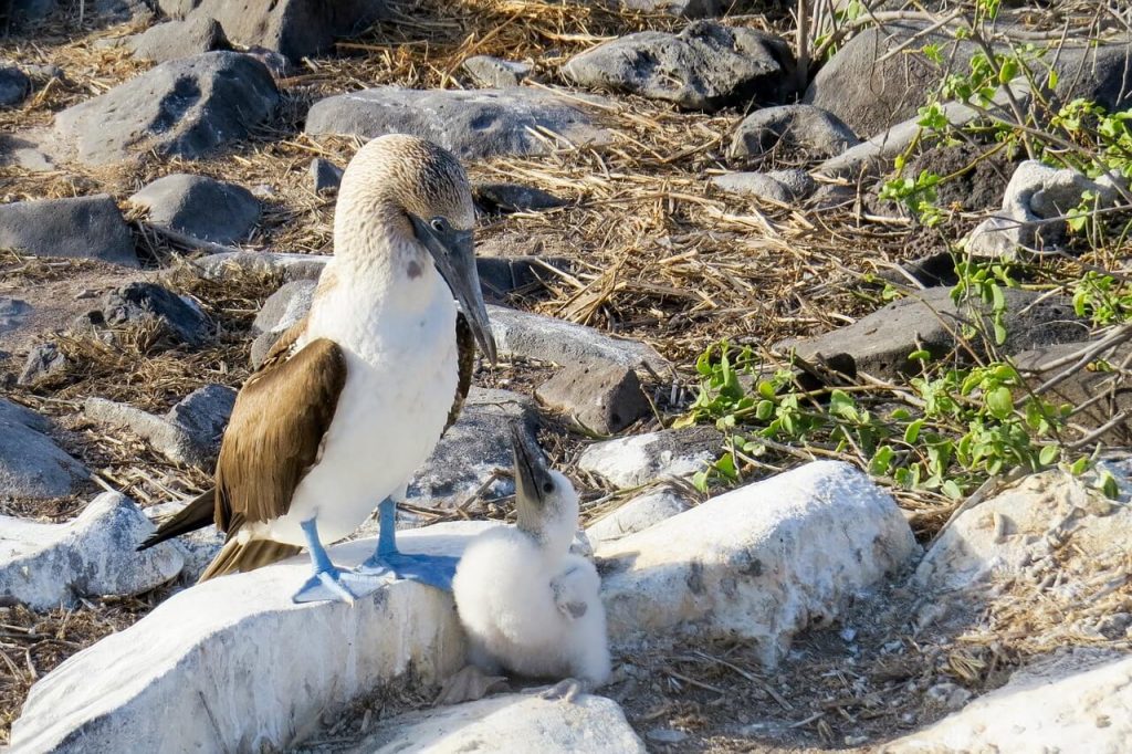 A captivating image of a blue-footed booby and its adorable baby companion.